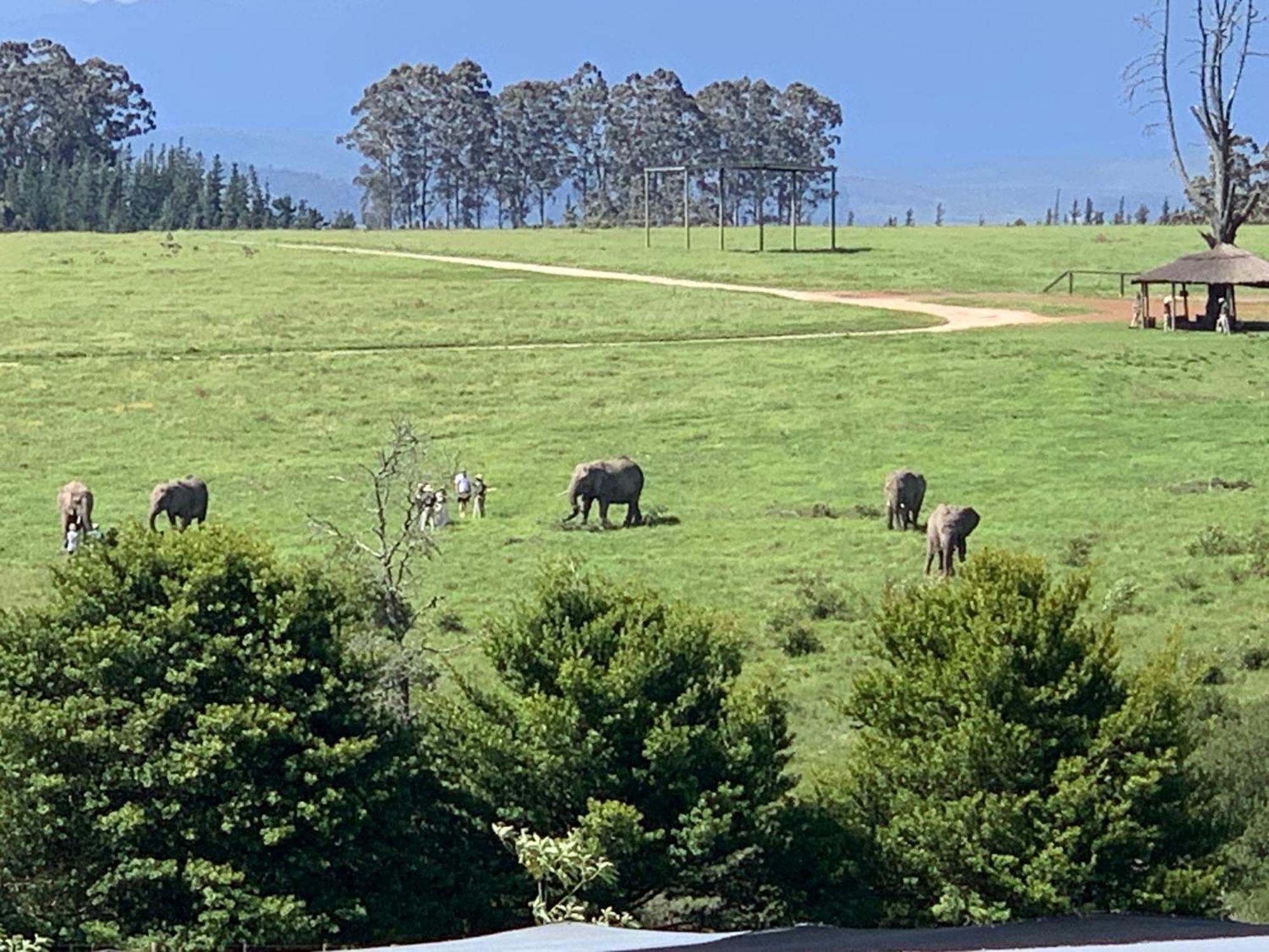 Elephant View Homestead Plettenberg Bay Exterior foto